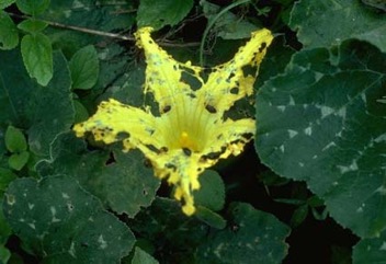 Pumpkin, Winter squash