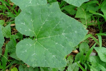 Pumpkin, Winter squash