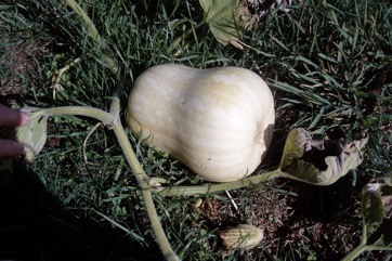 Marrow, Pumpkin