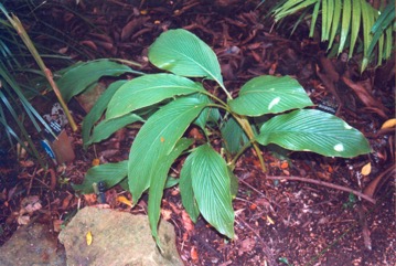 Cape York lily, Native Ginger, Native Turmeric, Aussie plume