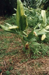 Turmeric