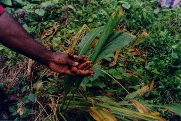 Turmeric