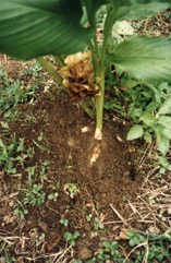 Turmeric