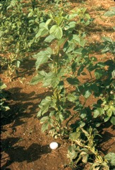 Guar bean, Clusterbean