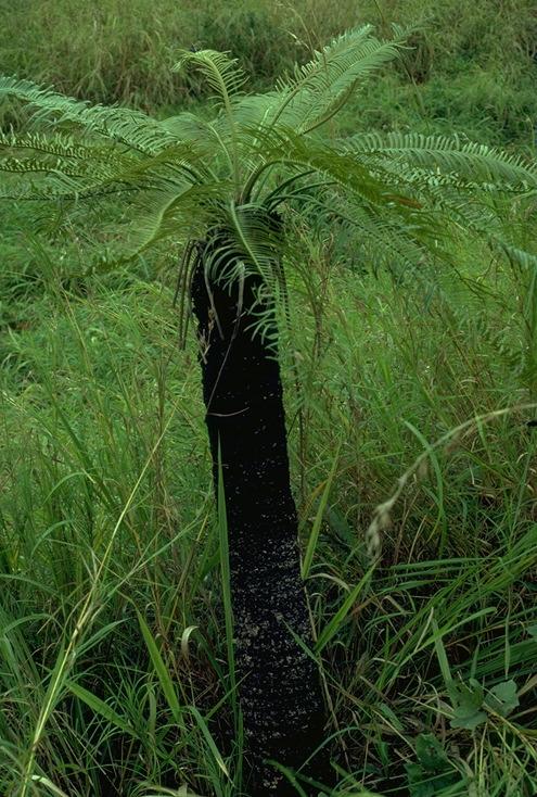 Queen sago, Sago cycad