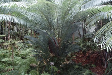 Queen sago, Sago cycad