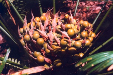 Nut Palm, Fern palm, False sago palm, Zamia palm