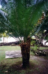 Nut Palm, Fern palm, False sago palm, Zamia palm