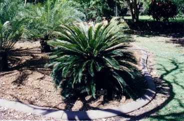 Nut Palm, Fern palm, False sago palm, Zamia palm