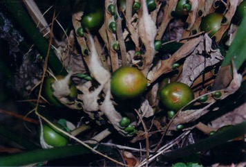 Nut Palm, Fern palm, False sago palm, Zamia palm
