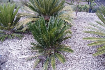 Dwarf Sago Palm
