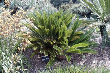 Dwarf Sago Palm