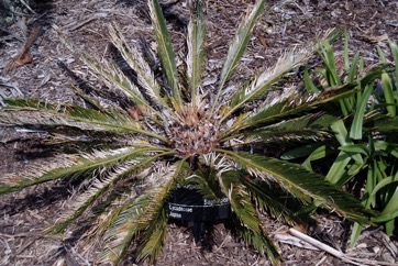 Dwarf Sago Palm