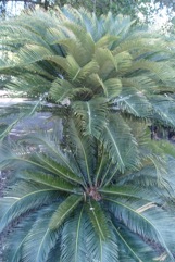 Dwarf Sago Palm