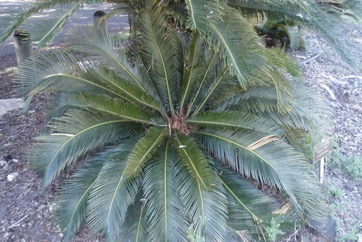 Dwarf Sago Palm