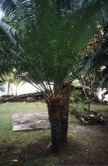Ceylon sago, False sago