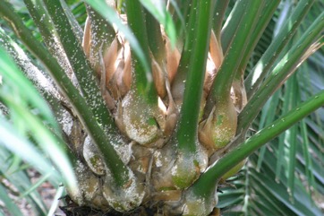 Ceylon sago, False sago