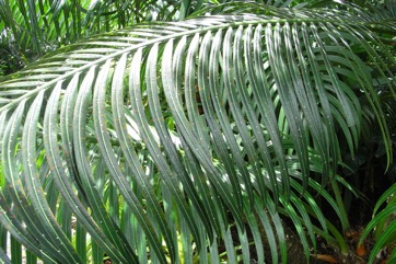 Ceylon sago, False sago