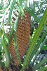 Ceylon sago, False sago