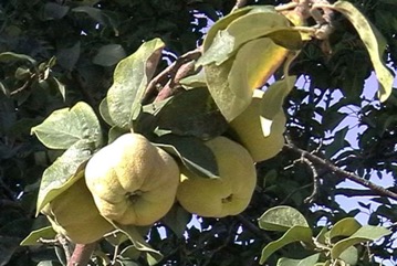Common Quince, Smyrna quince