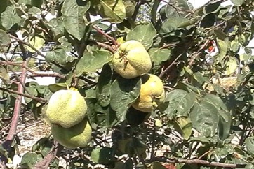 Common Quince, Smyrna quince