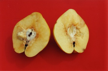 Common Quince, Smyrna quince