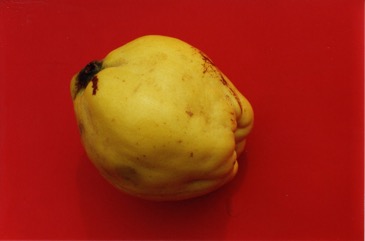 Common Quince, Smyrna quince