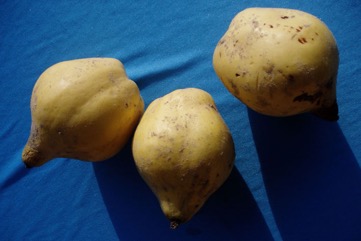 Common Quince, Smyrna quince