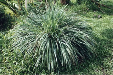 Lemon grass