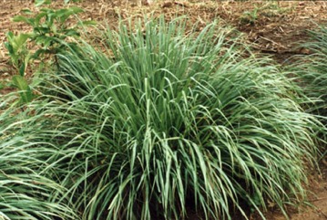 Lemon grass
