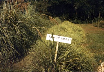Lemon grass