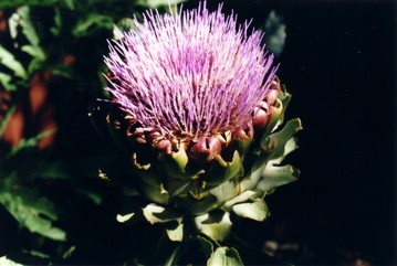 Globe artichoke