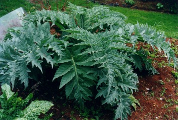 Globe artichoke