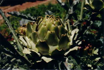Globe artichoke