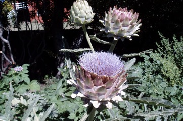 Globe artichoke