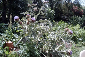 Globe artichoke
