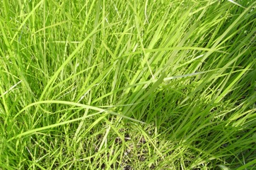 Yellow Nutsedge, Tiger nut