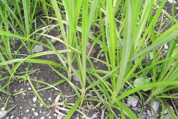 Yellow Nutsedge, Tiger nut