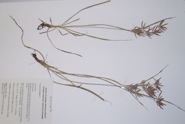 Nut Grass, Purple Nutsedge