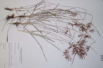 Nut Grass, Purple Nutsedge