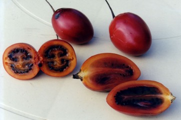 Tree tomato, Tamarillo