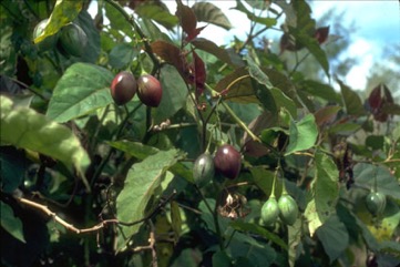 Tree tomato, Tamarillo