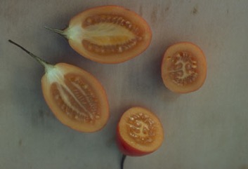 Tree tomato, Tamarillo