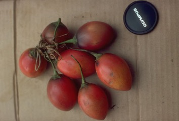 Tree tomato, Tamarillo