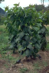 Tree tomato, Tamarillo