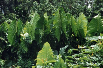 Swamp taro