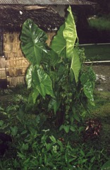 Swamp taro