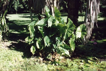 Swamp taro