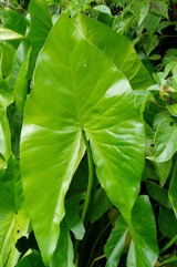 Swamp taro