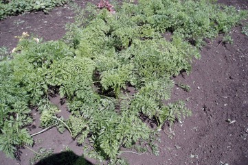 Carrot